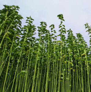 Mansha Jute Pvt. Ltd. | Leading the Global Green Revolution with Sustainable Jute Products