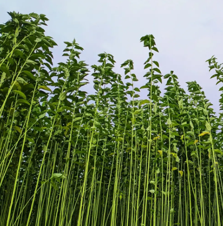 Mansha Jute Pvt. Ltd. | Leading the Global Green Revolution with Sustainable Jute Products