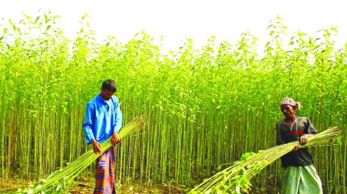 Kosi Jute Mill: Weaving a Greener Future with Sustainable Jute Products