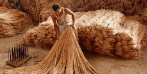 Brahmaputra Jute Mills Pvt Ltd: Weaving a Greener Future with the Golden Fibre