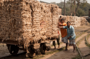 Cheviot Company Ltd: Weaving a Greener Future with the Golden Fiber