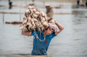 Gloster Limited: Weaving a Sustainable Future with the Golden Fiber