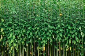 The Rameshwara Jute Mills Ltd: Weaving a Greener Future with Golden Jute