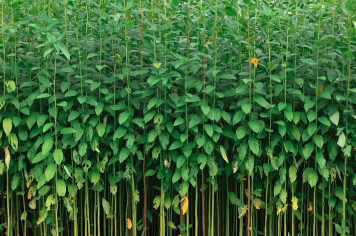 The Rameshwara Jute Mills Ltd: Weaving a Greener Future with Golden Jute