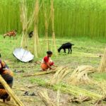 Jute Enterprises: Leading a Global Revolution with the Golden Fiber