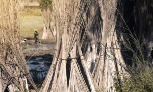 Hunar International: Weaving a Greener Future with the Golden Fiber