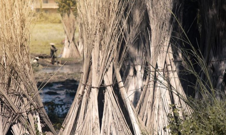 Hunar International: Weaving a Greener Future with the Golden Fiber