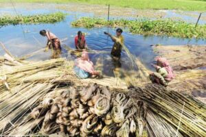 M M R Jute Product: Unveiling the Timeless Elegance of Nature's Golden Fibre