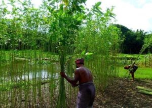Chotanagpur Craft: Weaving an Artisan Heritage with Nature's Fiber