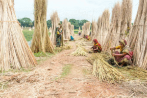Aruna Jute Mills: Weaving a Greener Future with Sustainable Jute Products