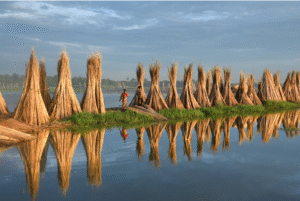 A.S. Jute Product Pvt. Ltd: Weaving a Greener Future with Sustainable Jute