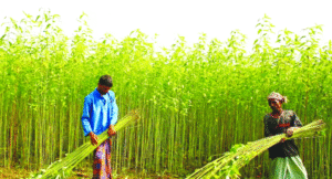 Shree Norang Textiles Mills: Championing the Jute Revolution for a Greener Planet