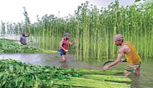 Shreemayee Weaves: The Earth's Enduring Thread