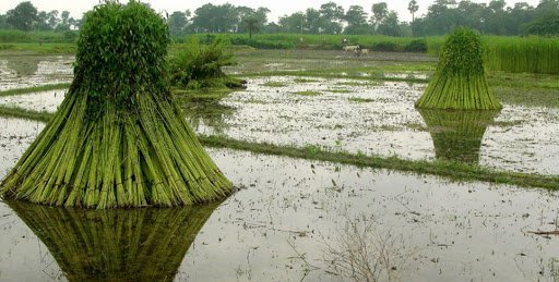 Satguru Jute: The Earth's Original Fabric for a Modern World